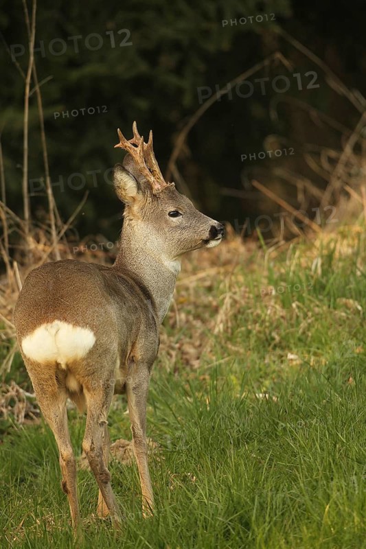 Roe deer (Capreolus capreolus) six-antlered buck in winter coat at the edge of a forest, Lower Austria, Austria