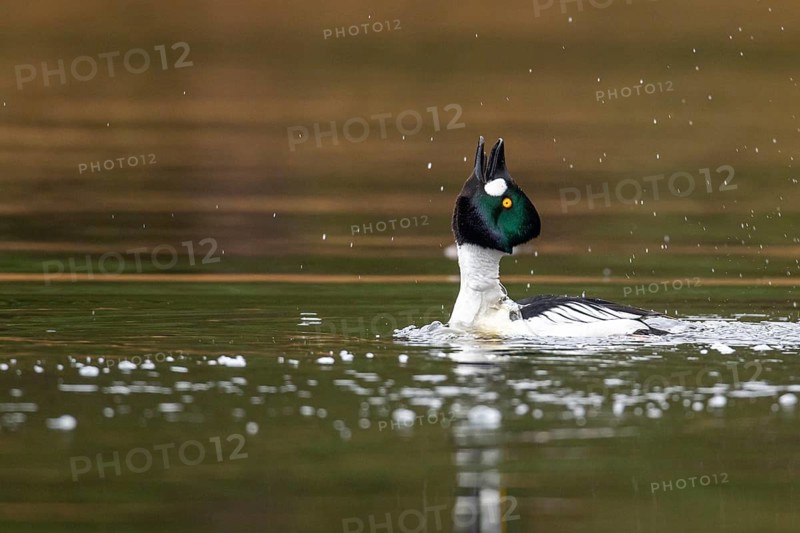 Courting goldeneye (Bucephala clangula), Ahlhorn, Lower Saxony, Germany