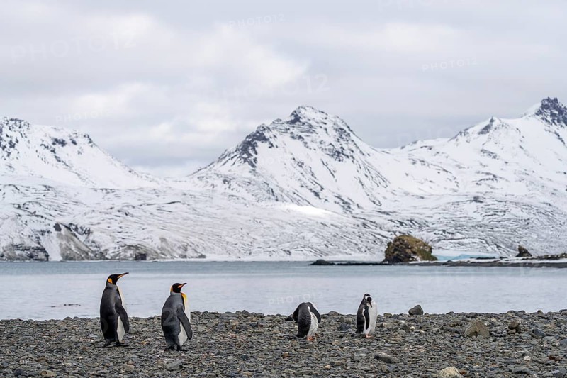 King penguins (Aptenodytes patagonicus) and gentoo penguins (Pygoscelis papua) standing on a pebble beach in front of snow-covered mountains, South Georgia Bay, South Atlantic Ocean
