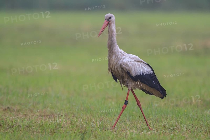 White Stork (Ciconia ciconia), North Rhine-Westphalia, Germany