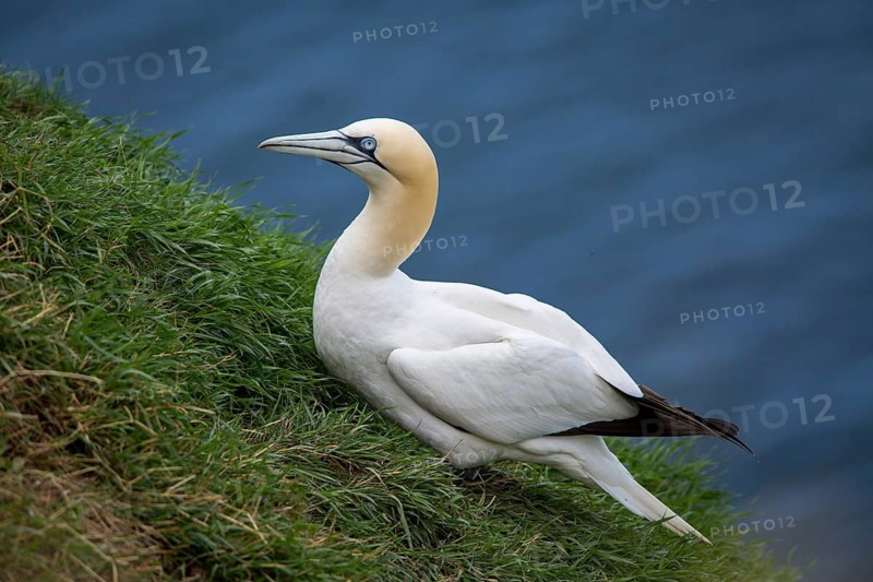 Northern Gannet (Morus bassanus), on cliff, East Yorkshire, United Kingdom