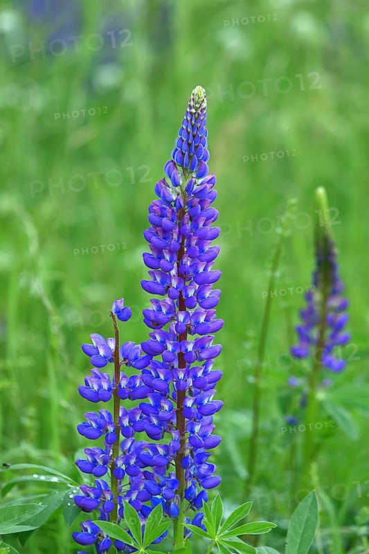 Large-leaved lupin, also known as perennial lupin (Lupinus polyphyllus), blue flower on a wild meadow, Wilnsdorf, North Rhine-Westphalia, Germany