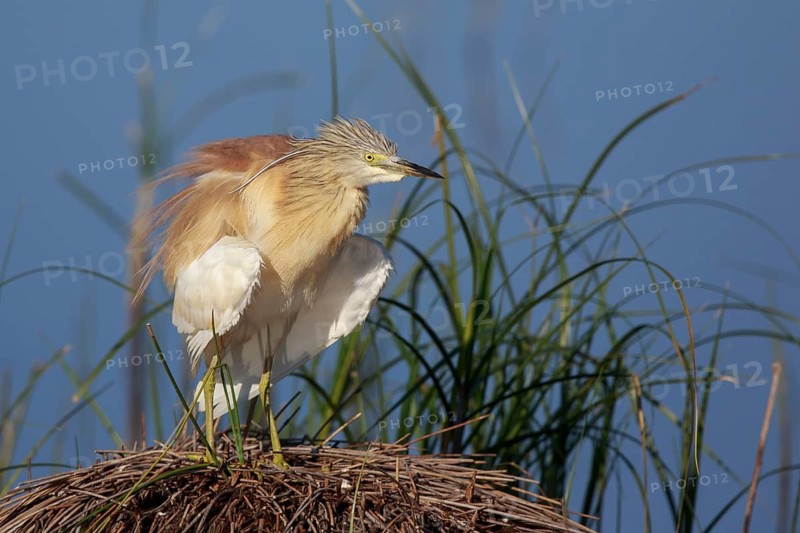 Squacco Heron (Ardeola ralloides), Greece