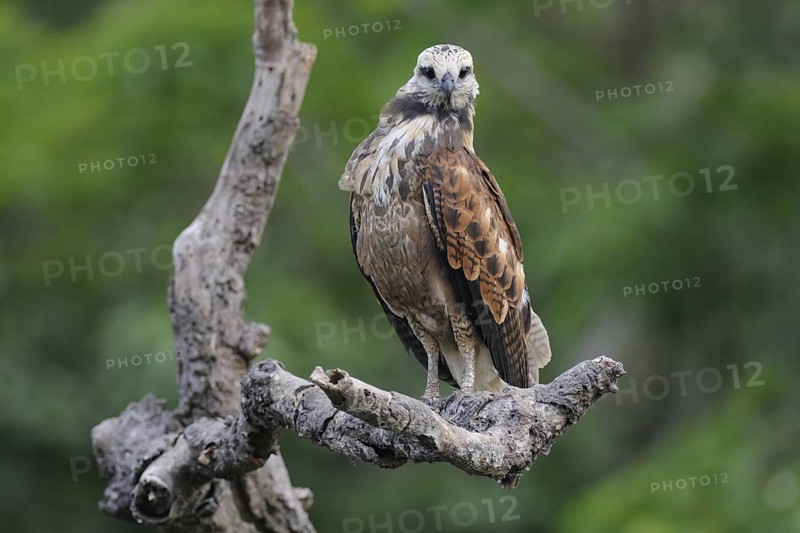 Black-collared Hawk (Busarellus nigricollis), Pantanal, Brazil