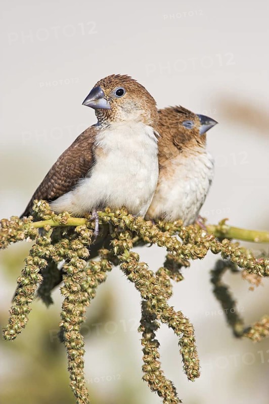 African Silverbill (Euodice cantans), Oman