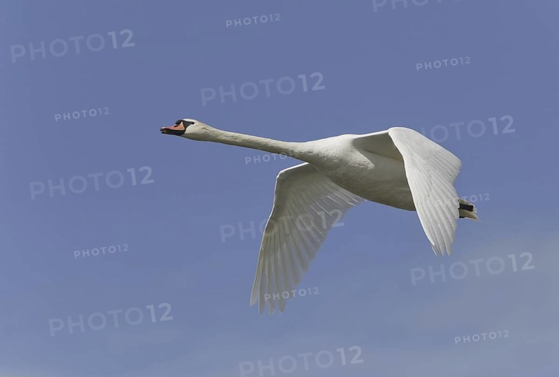 Mute Swan (Cygnus olor) flying, Saxony, Germany