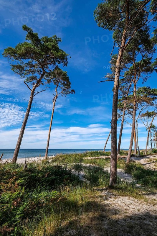 Born am Darß, Fischland-Darß-Zingst, Mecklenburg-Vorpommern, Germany, Pine forest in the dunes on the Darßer Weststrand north of Ahrenshoop. On the west coast of the Fischland-Darß-Zingst peninsula, there is a 14-kilometre stretch of sand on the western beach in the Vorpommersche Boddenlandschaft National Park. Here, romantic closeness to nature is combined with the unspoilt nature of the coastal landscape