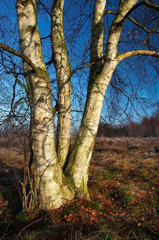Birch (Betula) in the wintery Rehdener Geestmoor in the Diepholzer Moorniederung, Rehden, Lower Saxony, Germany