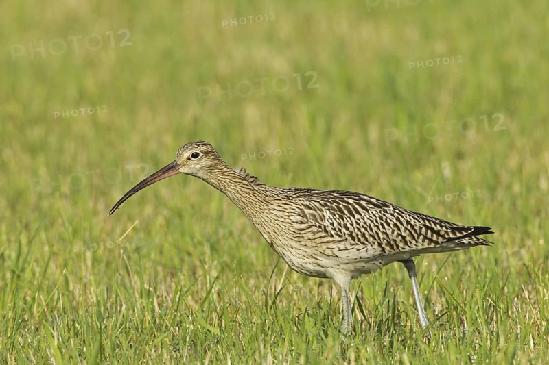 Eurasian Curlew (Numenius arquata), Germany