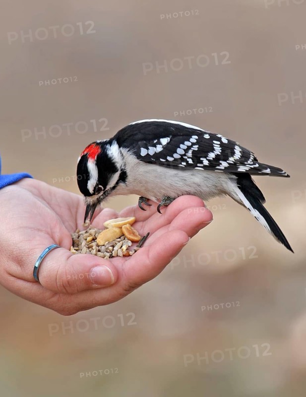 Downy Woodpecker (Dryobates pubescens) male, Saskatchewan, Canada