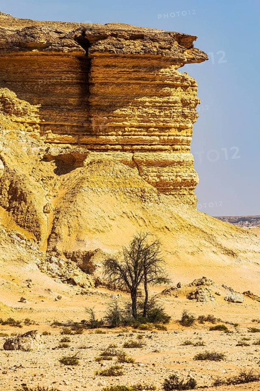 Eroded rocky landscape at a fossilised reef edge, with sparse vegetation in front, Huqf stone desert, Arabian Peninsula, Sultanate of Oman