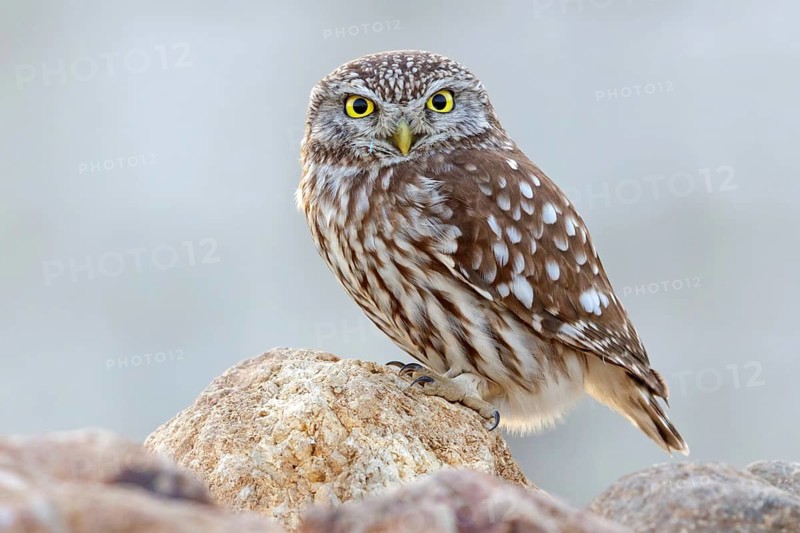 Little owl, Athene noctua, Lesbos, Greece