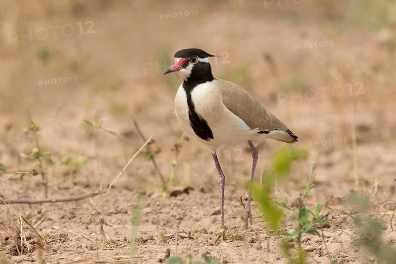Black-headed Lapwing (Vanellus tectus), Gambia