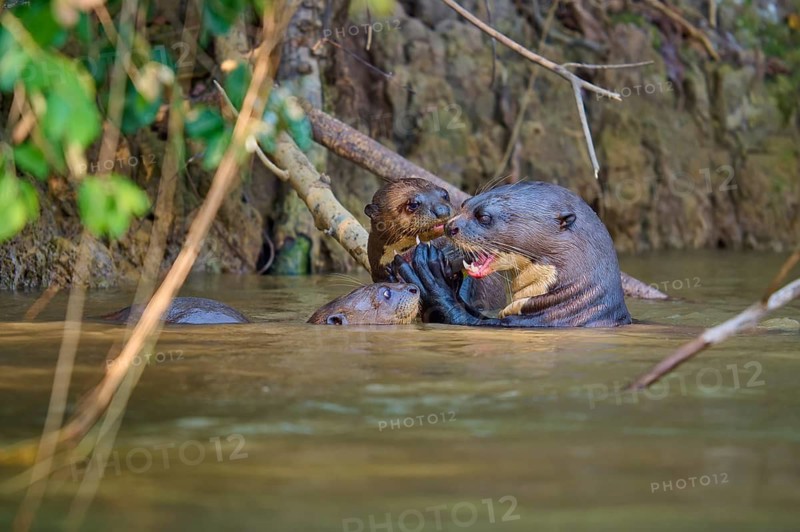 Three otters interacting in the river in a natural environment, giant otter (Pteronura brasiliensis), Pantanal, Mato Grosso, Brazil