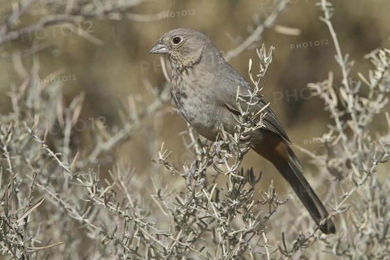 Canyon Towhee (Melozone fusca), New Mexico, USA