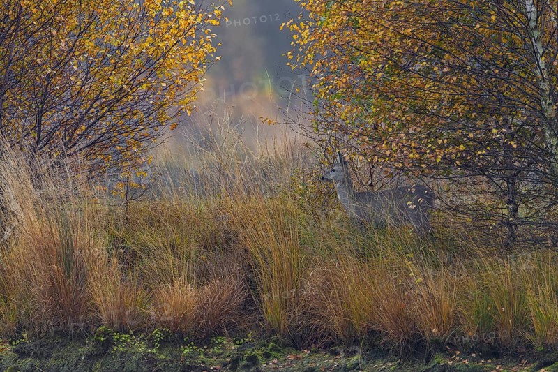 A doe (Capreolus capreolus) in late autumn in a moor, moorland landscape, dreary, November, Germany