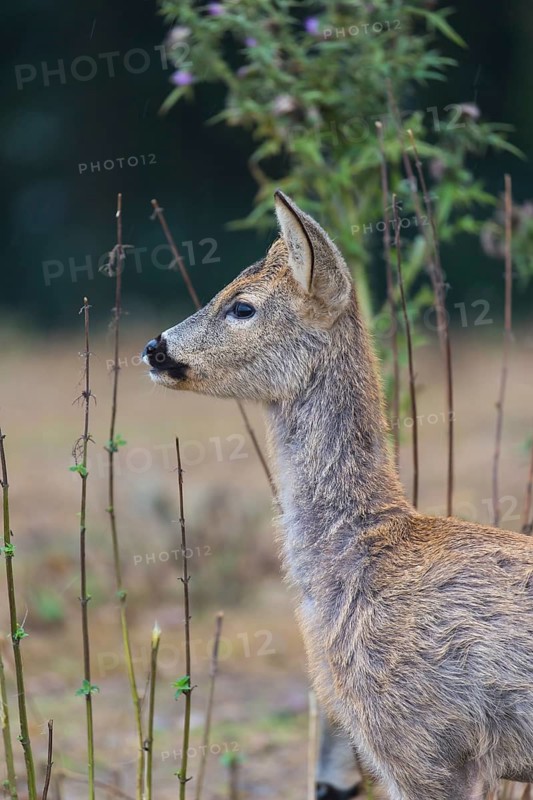 One male Roe Deer, (Capreolus capreolus), standing in dry stinging nettle
