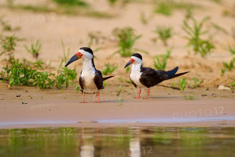 Two birds on the sandy lake shore with reflecting water surface and green surroundings, scissor bill (Rynchops niger), Pantanal, UNESCO Biosphere Reserve, Mato Grosso, Brazil