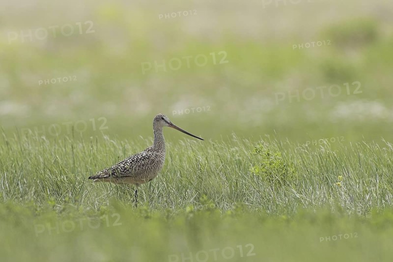 Marbled Godwit (Limosa fedoa), Canada