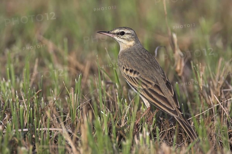 Tawny Pipit (Anthus campestris), Oman