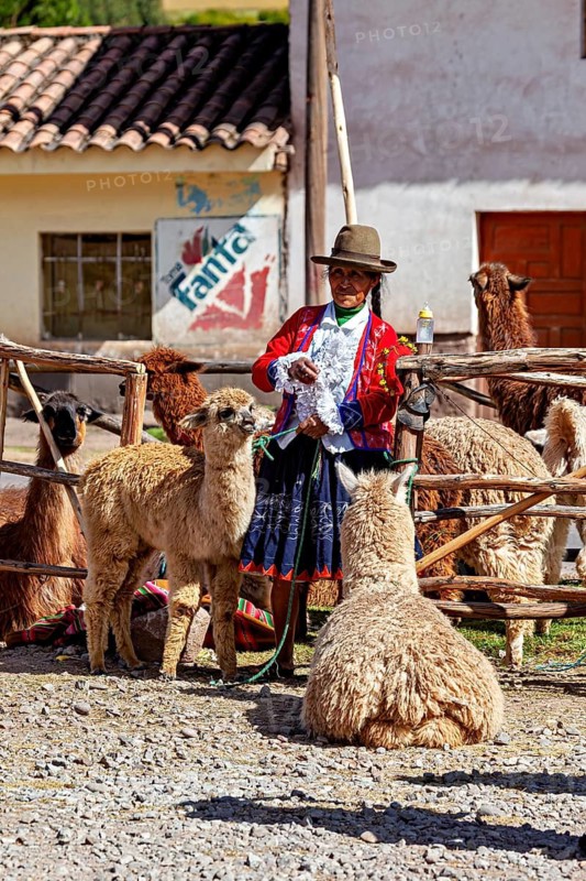 Woman in traditional clothing, surrounded by alpacas, in a sunny village setting, traditional farmer with her llamas in Peru