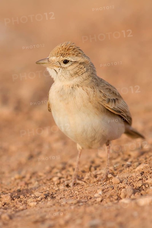 Greater Short-toed Lark (Calandrella brachydactyla), Morocco