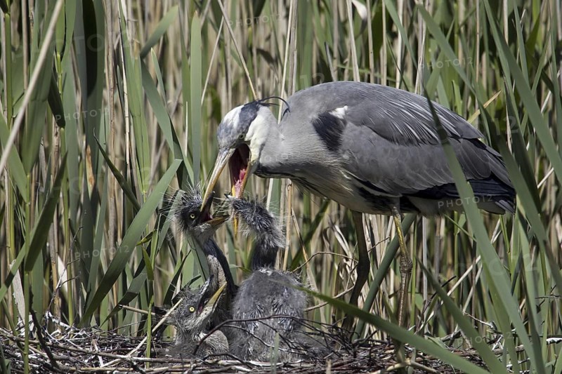 Grey Heron (Ardea cinerea) feeding chicks in nest, Mecklenburg-Western Pomerania, Germany