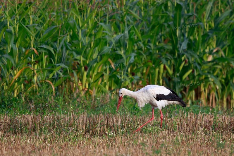 White Stork (Ciconia ciconia) foraging, North Rhine-Westphalia, Germany
