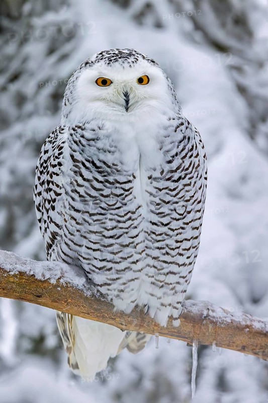 Snowy owl, white owl, Arctic owl (Bubo scandiacus, Strix scandiaca) female perched in tree in the snow on the tundra in winter, Scandinavia