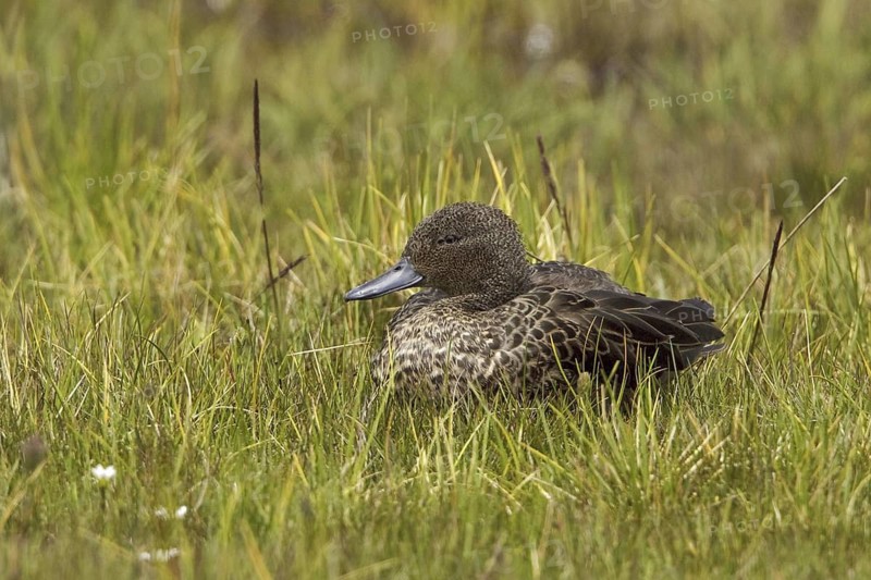 Andean Teal (Anas andium), Ecuador