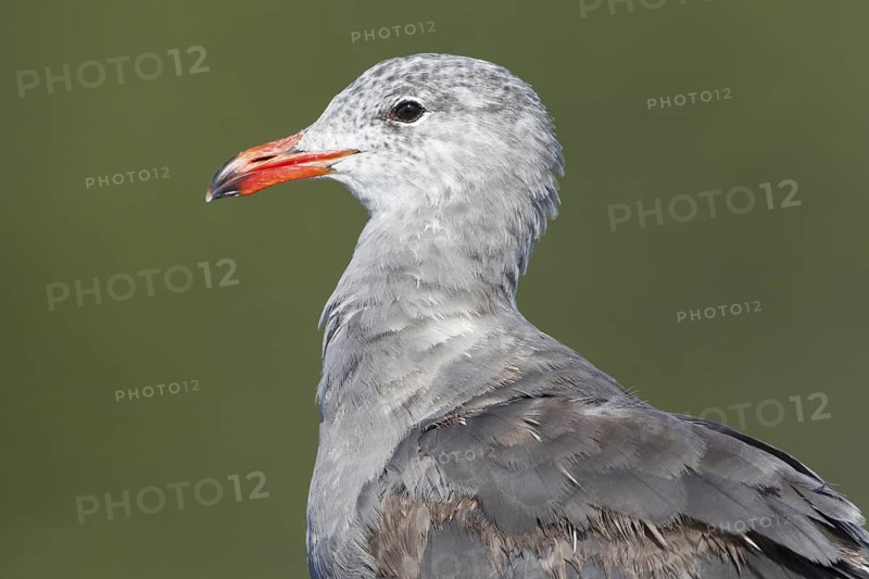 Heermann's Gull (Larus heermanni), British Columbia, Canada