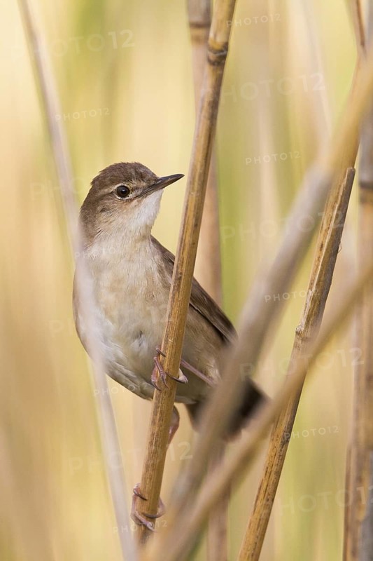 Savi's Warbler (Locustella luscinioides), Vorarlberg, Austria