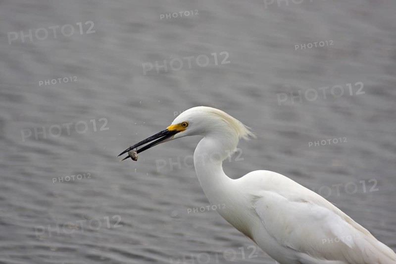 Great Egret (Egretta thula) with prey, fish in beak, Merritt Island, Florida, USA
