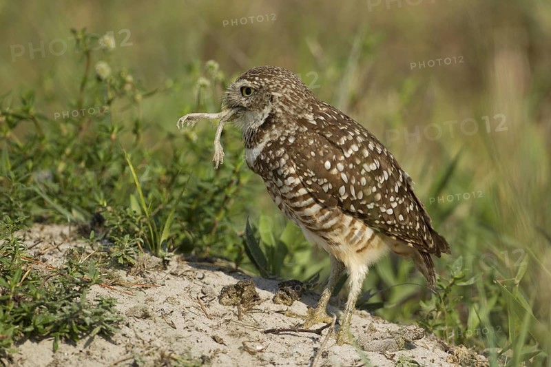 Burrowing Owl (Athene cunicularia), Florida, USA