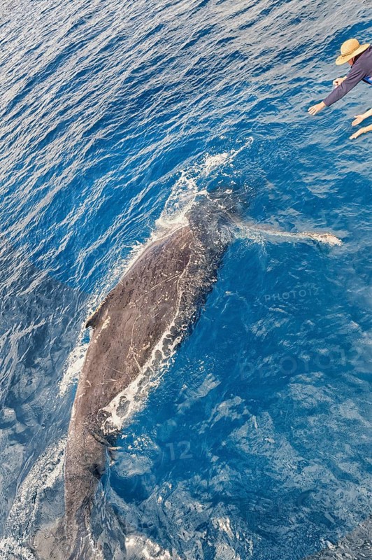 People on boat watching Humpback whale (Megaptera novaeangliae), Hervey Bay, Queensland, Australia