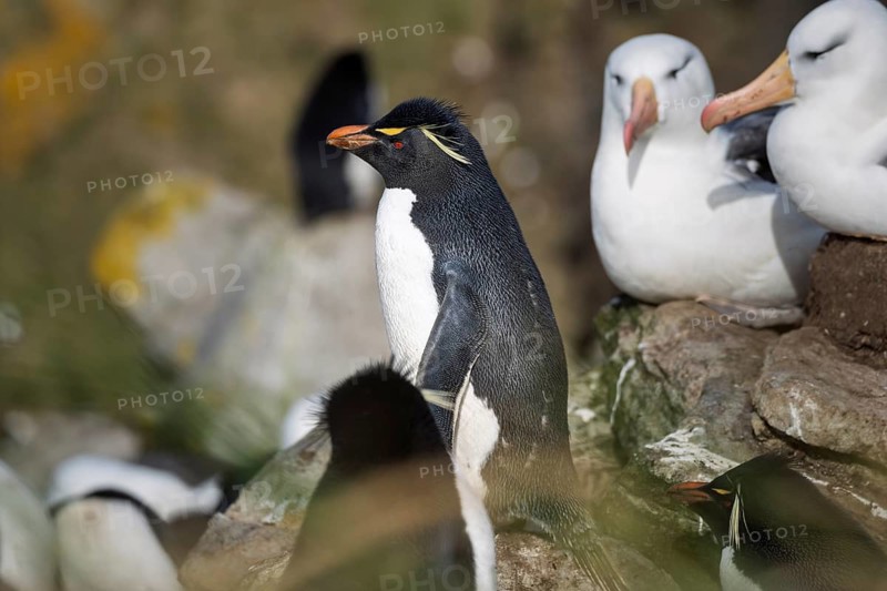 Southern rockhopper penguin (Eudyptes chrysocome) standing among breeding black-browed albatrosses (Thalassarche melanophris) in a mixed breeding colony, West Point Island, Falkland Islands