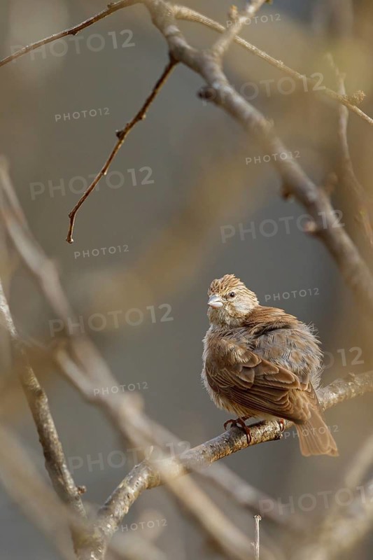 Jemengirlitz, (Crithagra menachensis), bird of the Crithagra group, Tawi Atayr, Salalah, Dhofar, Oman