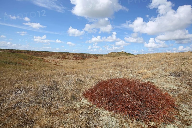 Dune landscape with red scrub, drought, steppe, Nationaal Park Duinen, Texel, North Holland, Holland, Netherlands