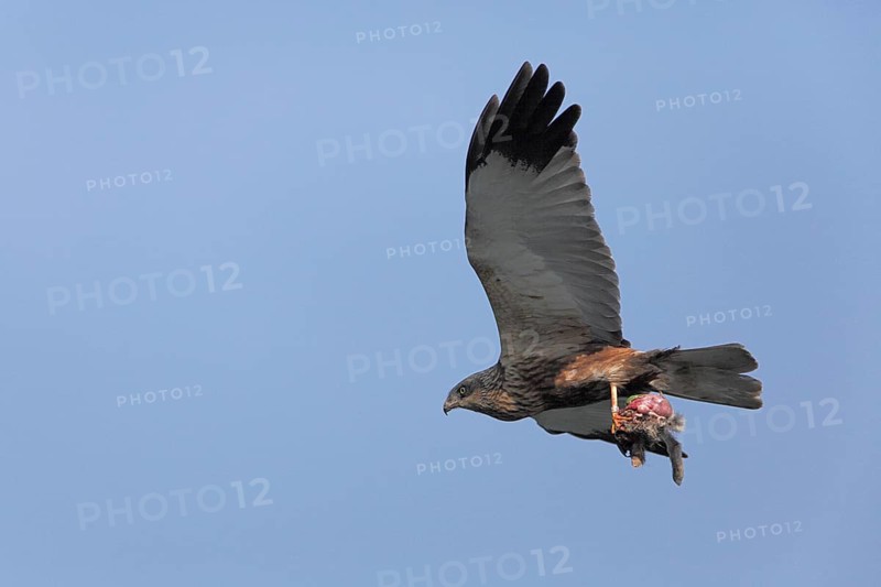 Rohrweihe_im_Flug_mit_Beute, Rohrweihe, Männchen, Alterskleid, Terzel, im Flug am blauen Himmel mit Beute, Kaninchen, lat. Circus aeruginosus