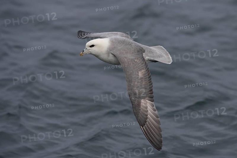 Northern fulmar (Fulmarus glacialis), in flight over the sea, Iceland