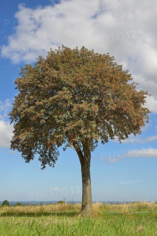 Deciduous tree, rowan (Sorbus aria) with fruit, solitary tree, blue cloudy sky, North Rhine-Westphalia, Germany