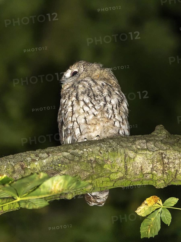 Tawny owl (Strix aluco), Westend Nord, Frankfurt am Main, Hesse, Germany