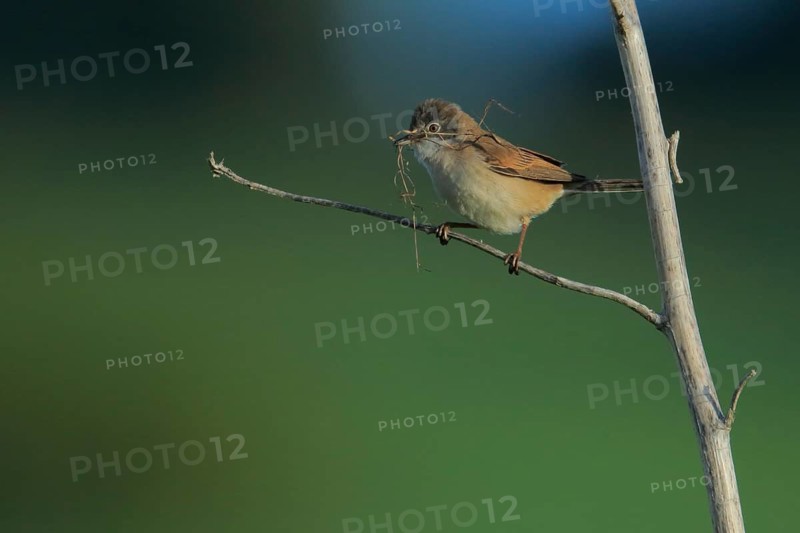 Common Whitethroat (Sylvia communis) male perched on a branch with nesting material in beak, Andalusia, Spain