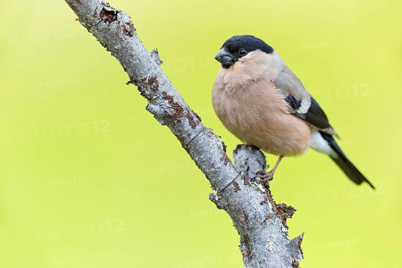 Bullfinch (Pyrrhula pyrrhula), animals, birds, finch family, Varanger Bird Park, Finnmark, Norway
