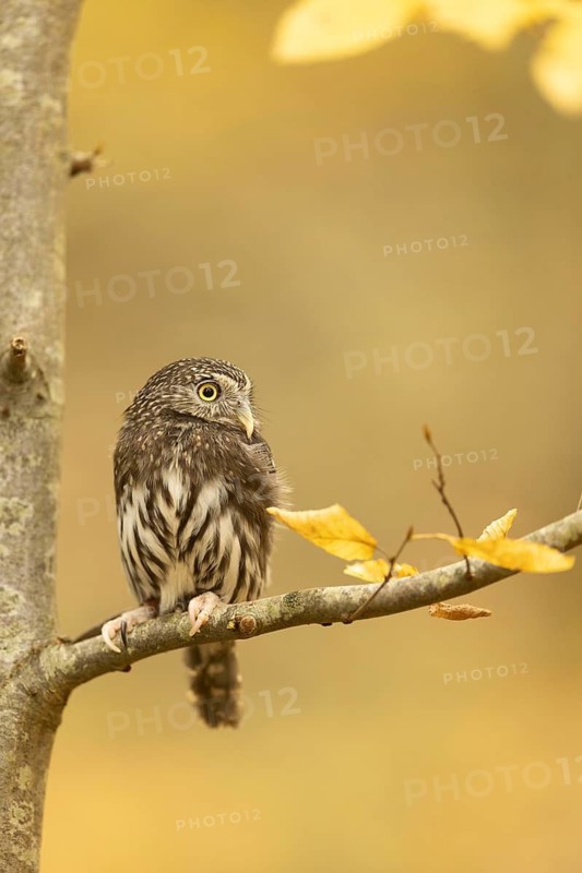 Eurasian Pygmy Owl (Glaucidium passerinum) captive, Baden-Wuerttemberg, Germany