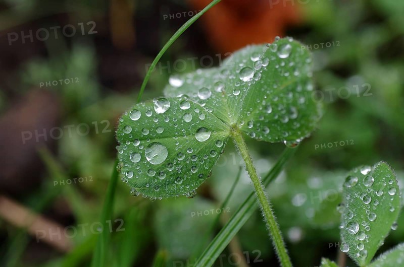 Clover (Trifolium), raindrops, close-up, green, pretty, A wet leaf with many water drops