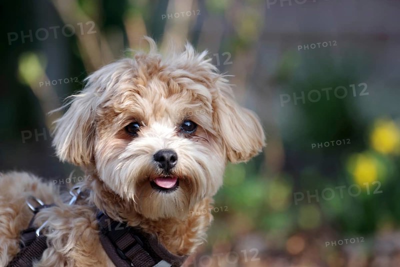 Domestic dog (Canis lupus familiaris), Maltipoo, breed, portrait, fur, cute, small