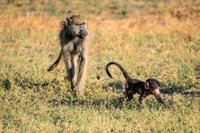 Young animal playing with mother, bear baboons (Papio ursinus), Ihaha, Chobe National Park National Park, Botswan