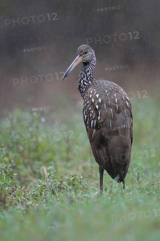 Limpkin (Aramus guarauna), Florida, USA