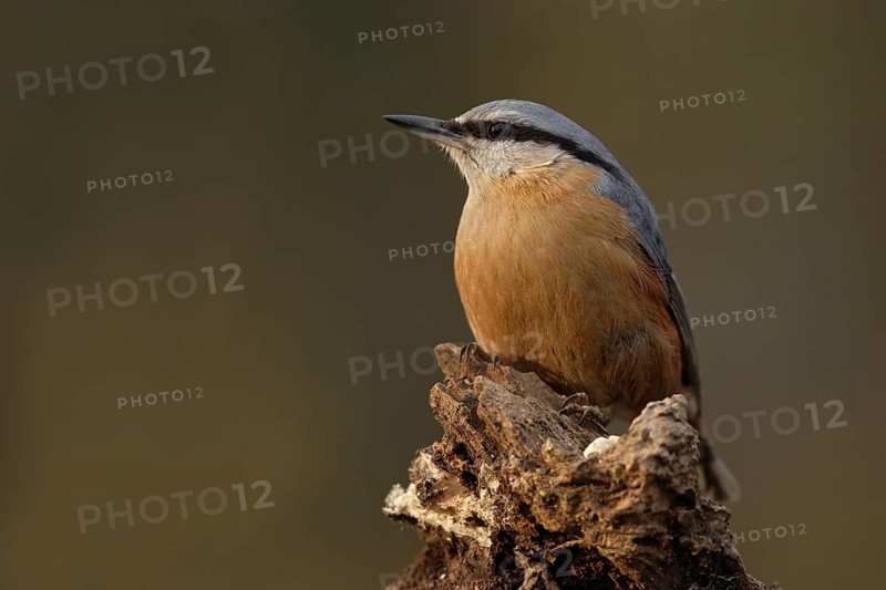 Eurasian Nuthatch (Sitta europaea), North Rhine-Westphalia, Germany